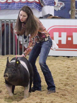 Junior Shelby Sims shows off her pig at the Travis Country Youth Show for FFA. Over 200 animals were featured.
