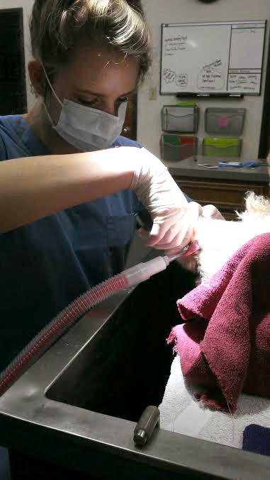 Senior Erika Suessmith removes large piece of tartar from the dogs teeth before deep cleaning. Veterinarians recommend a yearly dental procedure for pets to ensure good overall health.