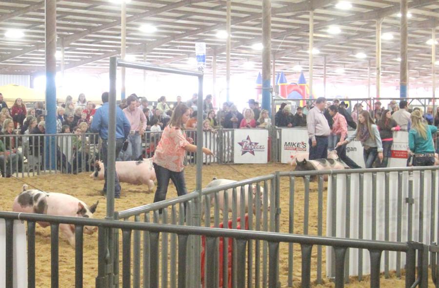 Historic+competition%3A+Junior+Ashley+Franco+shows+her+pig+at+the+TCYS+competition.+The+Texas+County+Youth+Show+began+in+1938+and+since+2005+has+been+a+premier+livestock+show+and+youth+fair.+Photo+by+Granger+Coats.