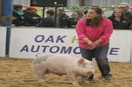 Senior Ashley Franco listens to the judge while showing. Franco took home the grand champion award. 