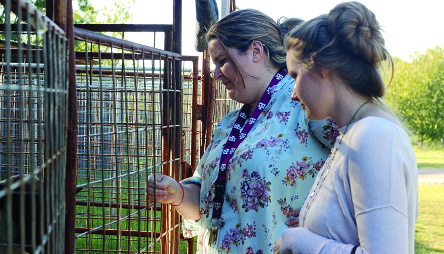 WAITING AT THE GATE: The agriculture teachers Shelby Fisher and Amber Dickinson check on farm animals. They must check up on the animals and make sure students are caring for them. PHOTO BY Austyn Keelty