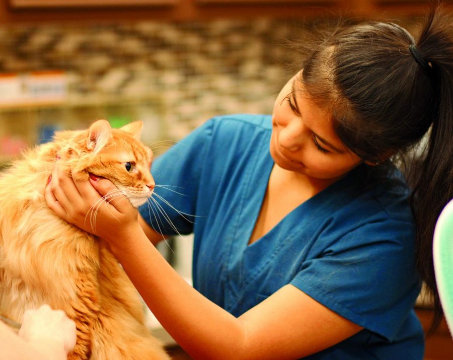 CALM AND COLLECTED: Senior Gabriela Minjares restrains and calms a nervous cat being groomed. Minjares learns basic techniques while working at the clinic. I learn what typical days for a veterinarian are like, how to administer vaccines, how to properly restrain and take care of animals, Minjares said.