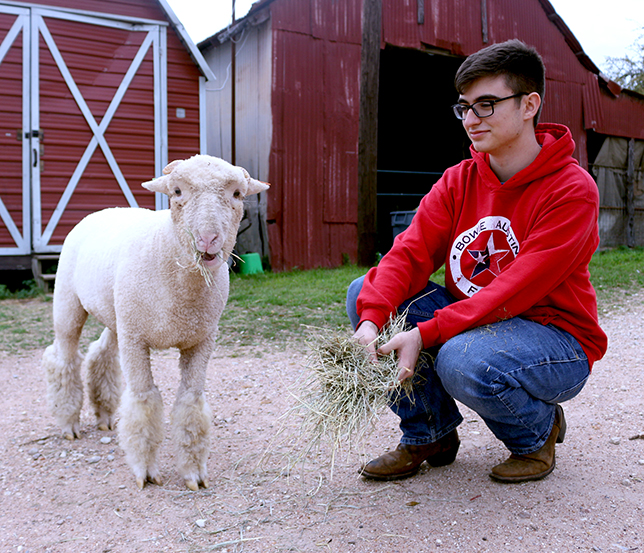 FFA students put a lot of time in to taking care of their animals, day in and day out Future Farmers feed, bathe and care for their livestock. Starting as early as July FFA students can purchase and begin raising their animal for the year. They get their animals as soon as they can, choosing from pigs, goats, lambs, sheep, chickens, turkeys, and rabbits. 
For students to begin raising their animals they have to first be in the class, pay their dues for FFA, then they have to choose one of two pathways for FFA; agriculture or animal raising. While taking these courses students are raising their animal or plants and learning hands on skills. 
“I chose the animal pathway because, while I do enjoy horticulture, I prefer working with animals,” junior Mark Fattouh said. “I feel like working with animals allows you to form bonds with the patience which allows you to provide them with better care.”
Most students who are raising animals choose to show them in competitions, these competitions are a vital part in FFA and give the students a chance to display their hard work throughout the year. 
“Showing competitions are the opportunity to show off your animal,” FFA teacher, Shelby Stephens said. “You prepare all year for the show, getting your animal in the best shape possible, attend show, go into the ring with other students and walk your animal around the ring, utilizing showmanship skills specific to each species.  A judge will then determine the placing of the class, picking the best animals out of a class.” 
Before students can start putting their animals in competitions they have to bond with them. They do this by playing with their animals and spending time with them to build a relationship of trust. The relationship that they build with their animal will allow them to perform in competitions. 
Sophomore Hannah Shepard has been working with her goat, Skipper all year and often takes him out to play and run in the FFA field and grass track. 
“Skipper’s favorite thing to do is run around the grass track here,” Shepard said. “He’s named Skipper because of the way he runs, he can’t do it properly so he skips around.”
At competitions students’ animals can go to auction, and when that happens students can make a profit off of the animal that they are raising. 
“On the market it is less than a dollar per pound for pigs,” senior Will Gamblin said. “But if you make auction you can make a couple thousand dollars off of your pig.”
At the end of the year students choose to do a few different things with their animals, freshmen Adrian Lopez recently gave his goat, Lord Farquaad, to a ranch in Marble Falls.
“I gave him to this really nice couple who own a lot of goats,” Lopez said. “When I dropped him off he looked so happy to be with the other goats.” 
The students in the Future Farmers Association not only grow and raise animals and plants, they also cultivate valuable life skills.
“In the FFA program, students cultivate responsibility, leadership, determination, and a passion for agriculture,” Stephens said. “It is also the goal that they leave with a practical knowledge skill set, such as knowing how to care for plants, care for animals, and other aspects related to agriculture.”