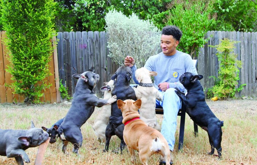 HOLDING+A+TREAT%3A+Senior+Trinadad+Sanders+is+surrounded+by+his+eight+French+Bulldogs.+Sanders+has+been+breeding+multiple+types+of+bulldogs+such+as+Brindle+and+Moreau+Bulldogs.+