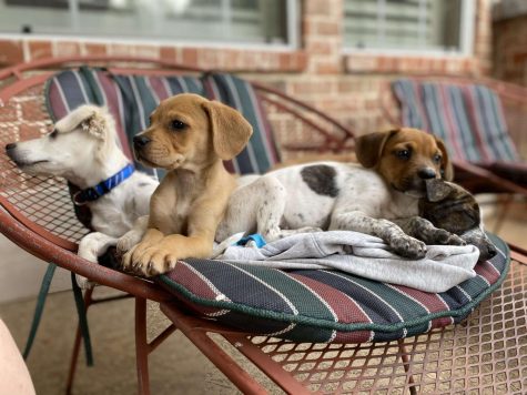 Lounging together, Junior Ellie Bible’s four new foster puppies enjoy the outdoors in a deck chair. Bible and her family decided to foster Boxer and Cocker Spaniel mix puppies to help support the shelters during the pandemic.