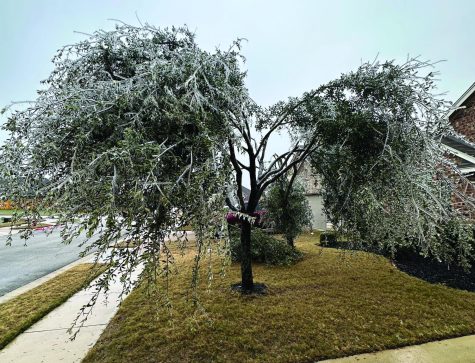 WREAKING HAVOC: A tree in Austin splits due to the weight of ice on its branches. Multiple interstates were shut down in Texas as a result of slick roads.  