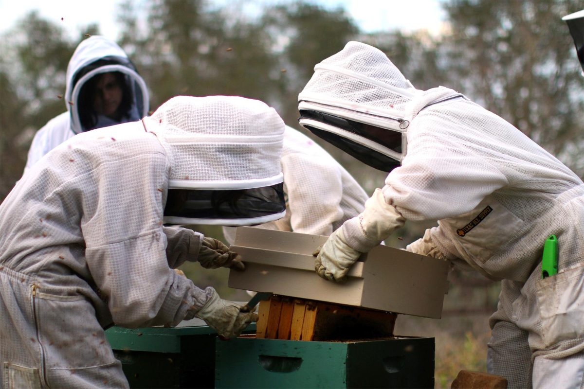 EXTRACTION TEAM: Members of bee club need to suit up in large bee-proof suits to help protect themselves from stings. These suits need to cover every inch of skin to ensure no bees can get inside. Bees die after stinging, if they are not able to sting the keepers, the bees are safer.  “We’re not in control, the bees are, and mother nature is” Nona Spillers said.