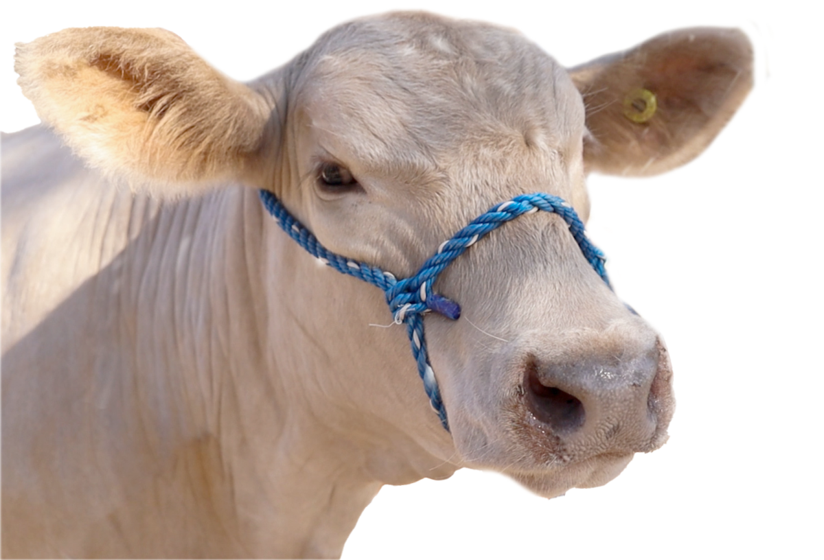 OH HAY THERE: Rocco the cow poses during a walk. Morgali has been involved in agriculture since she was a child, starting with her family’s almond farm in Chile, and leading into her FFA career.