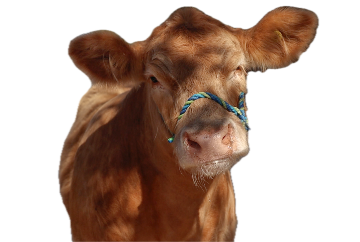 SHOW UP, SHOW OUT: Honk, a determined steer, stares. All of Morgali’s steers have unique names like Diva, Prada, and Honk, alongside their longer show names.