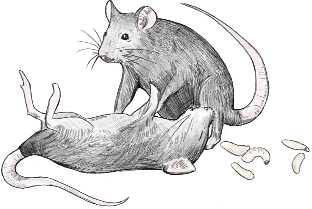 RATS AT BOWIE: An illustration of two rats laying alongside maggots 